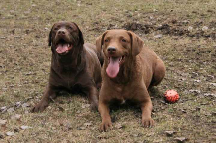 Чесапик бей ретривер: Описание породы собак- Обзор +Видео