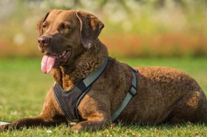 Чесапик бей ретривер: Описание породы собак- Обзор +Видео