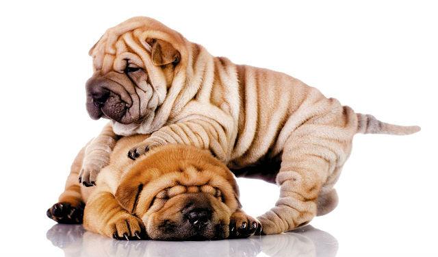 Шарпей - выбор щенка