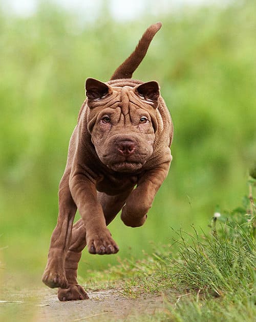 Шарпей - воспитание и дрессировка