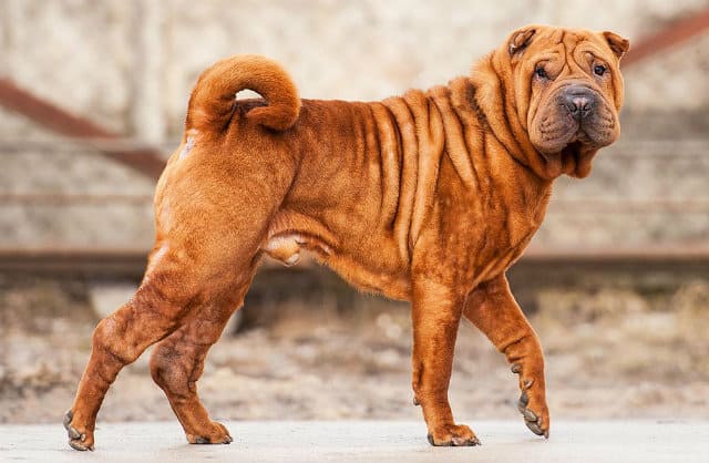 Шарпей - стандарт внешнего вида