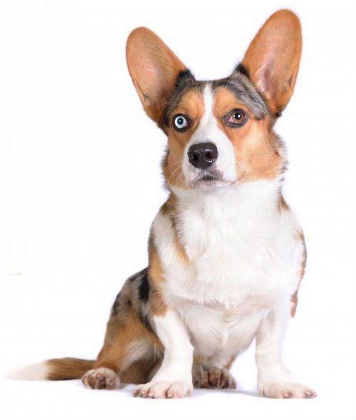 Вельш-корги-кардиган с гетерохромией