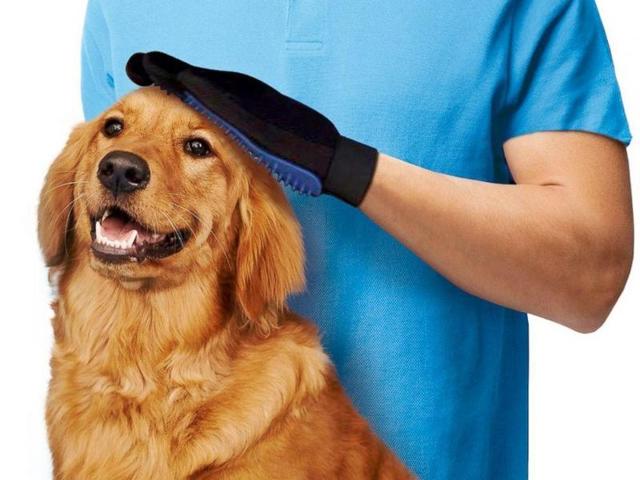 Золотистый ретривер — плюсы и минусы породы