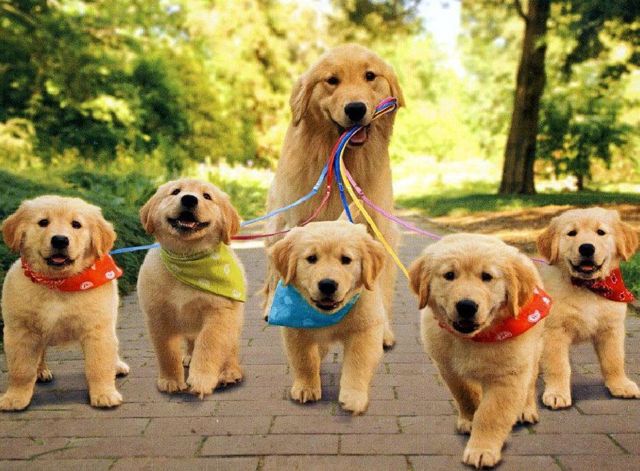 Золотистый ретривер — плюсы и минусы породы