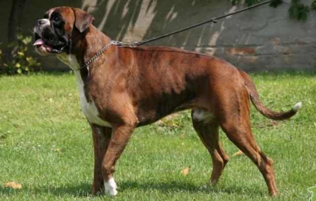 Плюсы и минусы собаки породы боксер