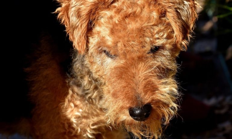 Прогулки с собакой