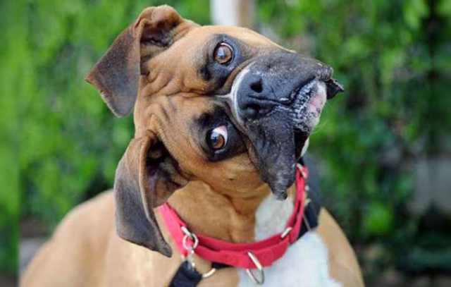 Плюсы и минусы собаки породы боксер