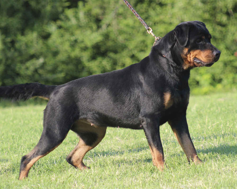 http://sobaki-pesiki.ru/wp-content/gallery/rotveiler/front-rottweiler.jpg