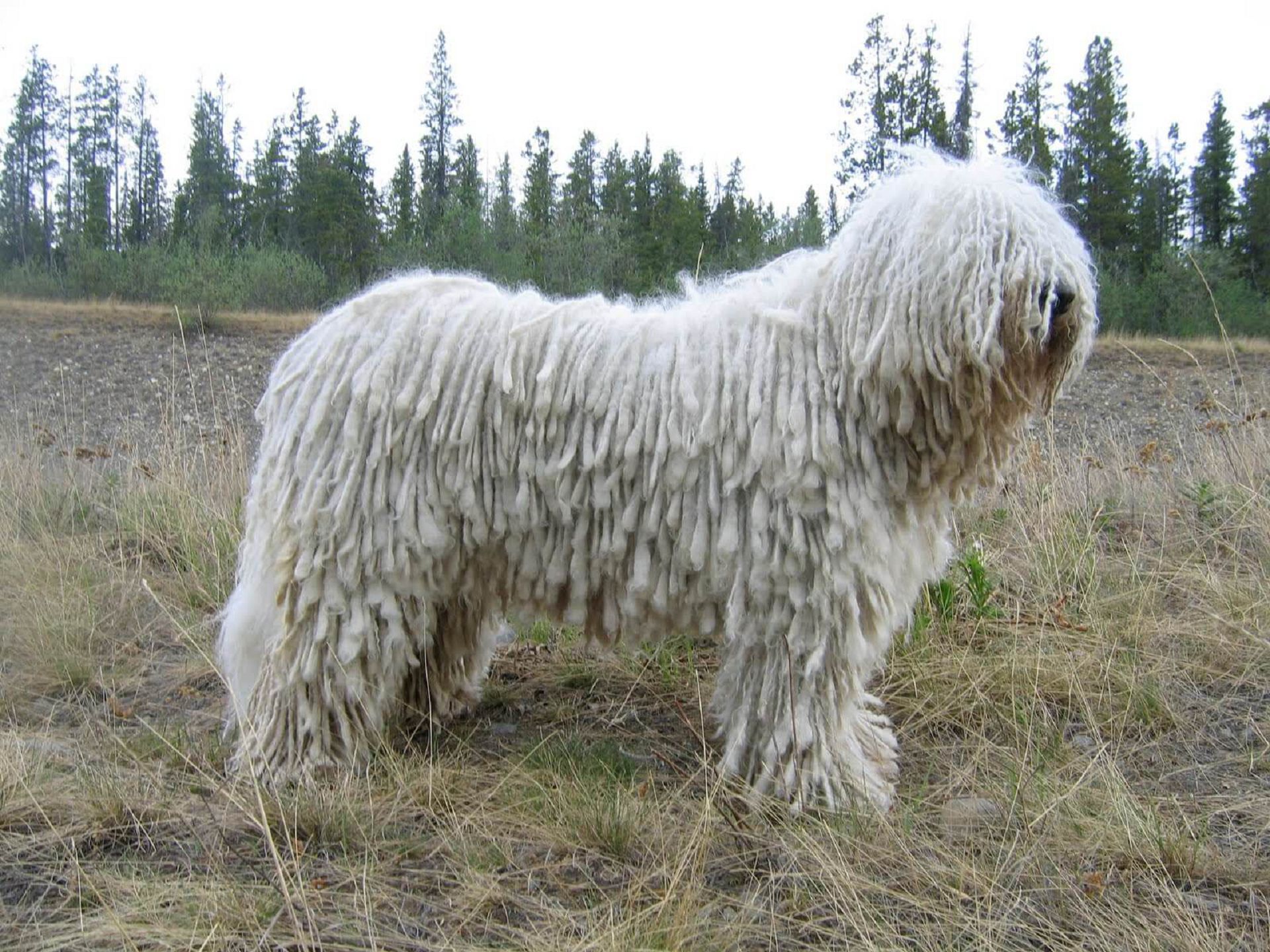 https://infocaini.com/wp-content/uploads/2018/04/komondor-rasa-caine.jpg