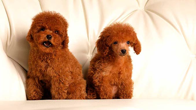 фото собак породы Той-пудель