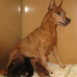 Цвергпинчер