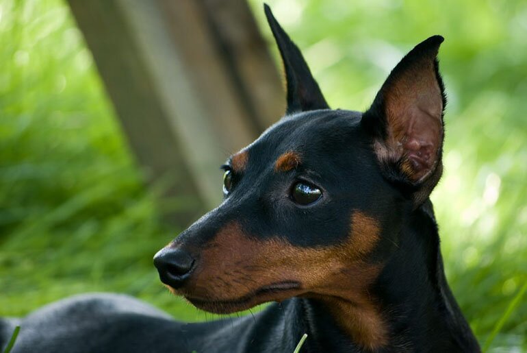 Цвергпинчер