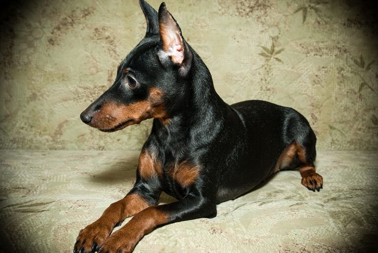 Карликовый пинчер