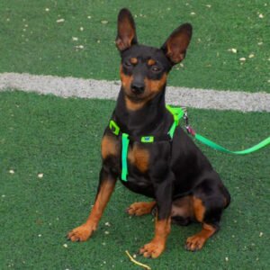 Карликовый пинчер