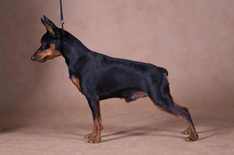 Цвергпинчер