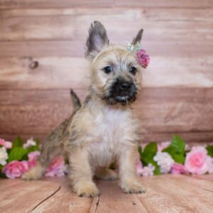 Керн-терьер