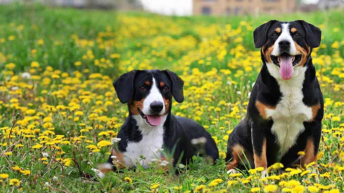 пара собак породы Энтлебухер фото