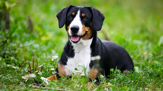 Энтлебухер отдыхает фото