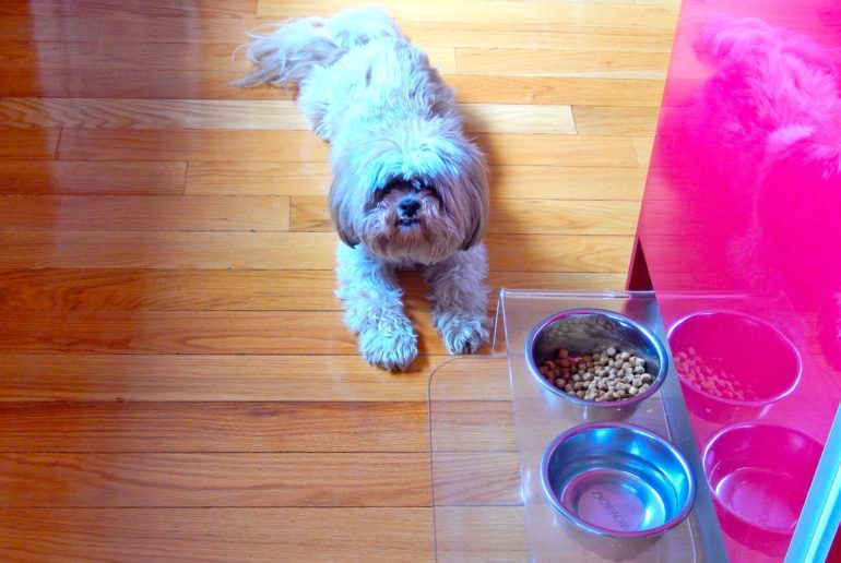 Лхаса апсо Кормление собаки