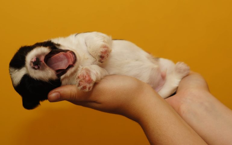 Зевающий щенок Как выбрать щенка