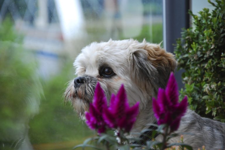 Собака глядит в окно Отношение к незнакомцам