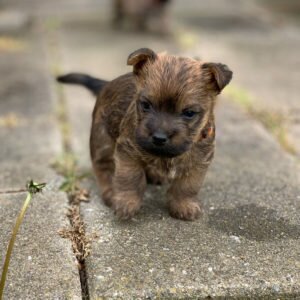 Керн-терьер