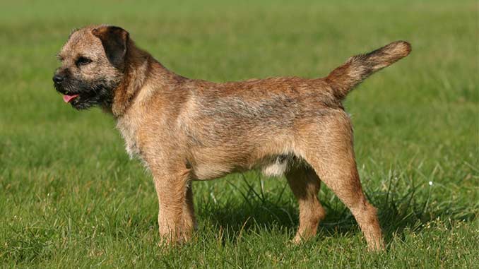 фото Бордер терьера