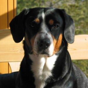 Энтлебухер зенненхунд