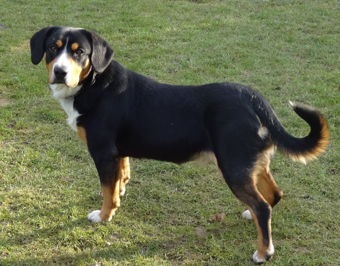 Энтлебухер зенненхунд