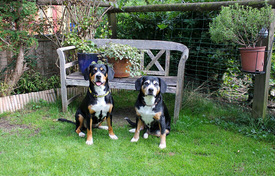 Энтлебухер зенненхунд