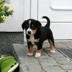 Энтлебухер зенненхунд