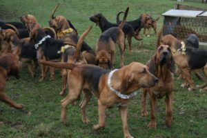 Бладхаунд 15