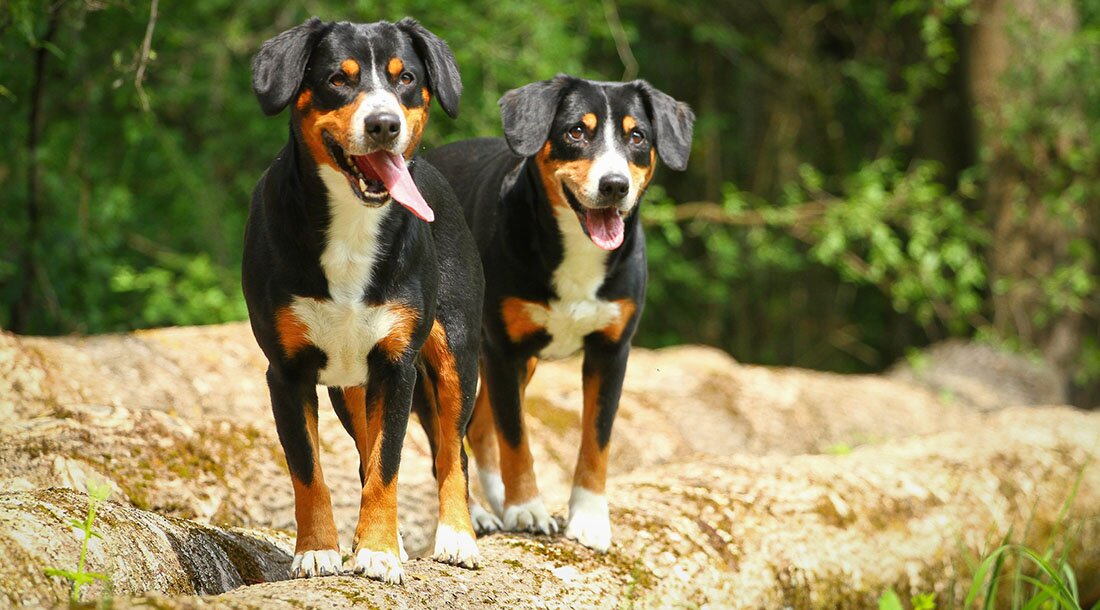 Энтлебухер зенненхунд