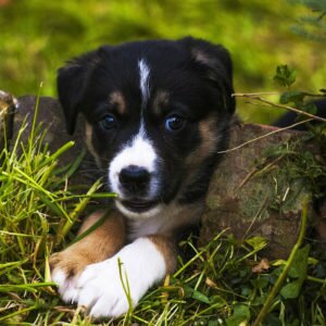 Энтлебухер зенненхунд