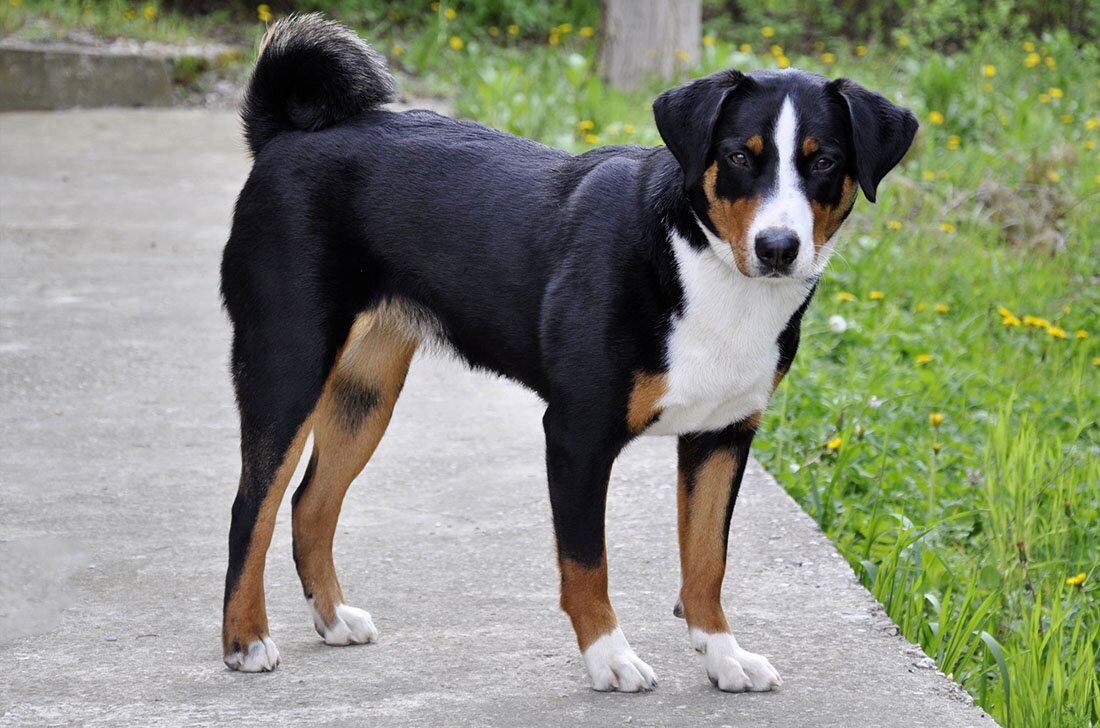 Энтлебухер зенненхунд