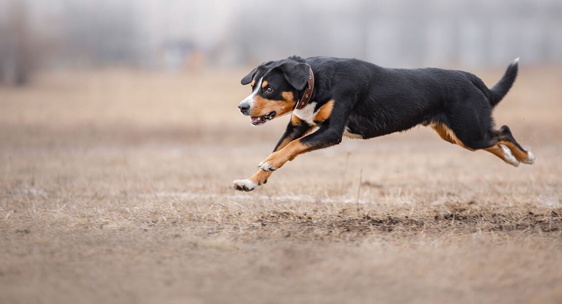 Энтлебухер зенненхунд