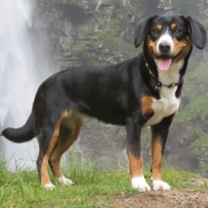 Энтлебухер зенненхунд