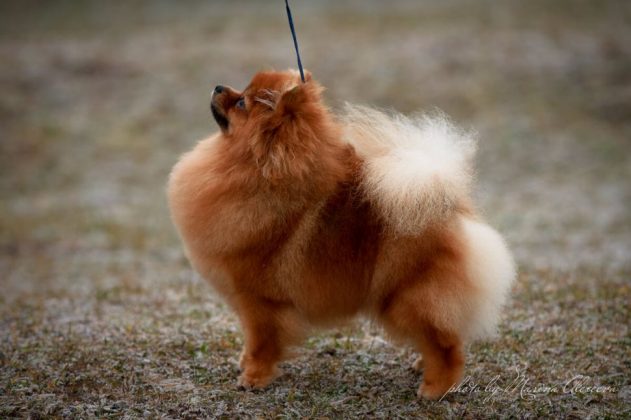 Померанский шпиц