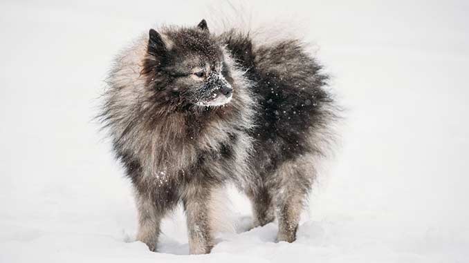 вольфшпиц фото в снегу