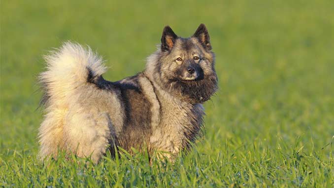 фото кеесхонда