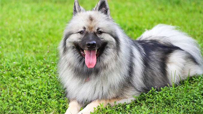 кеесхонд - отдых на прогулке фото