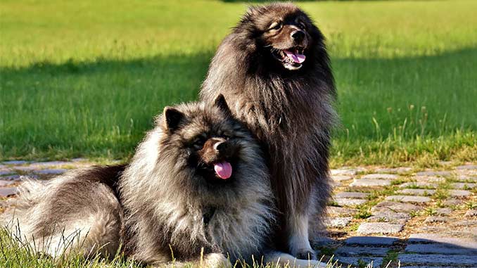 фото собак породы вольфшпиц