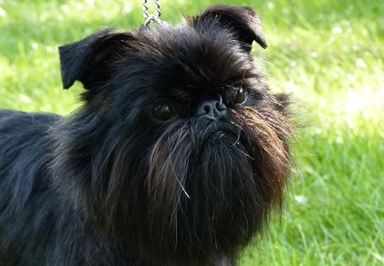Бельгийский гриффон Бельгийский гриффон