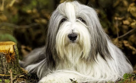 Бородатый колли Бородатый колли