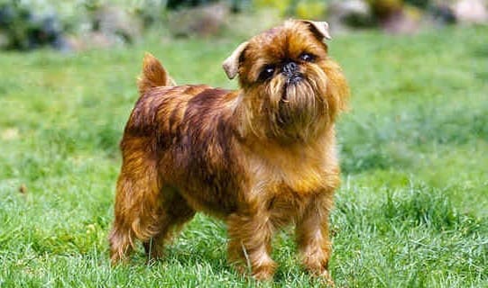 Брюссельский гриффон Брюссельский гриффон