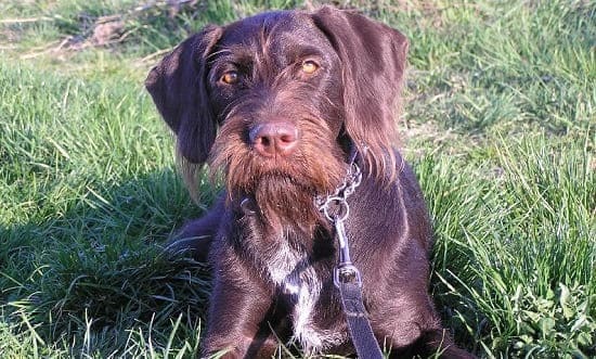 Чешский фуосек Чешский фуосек