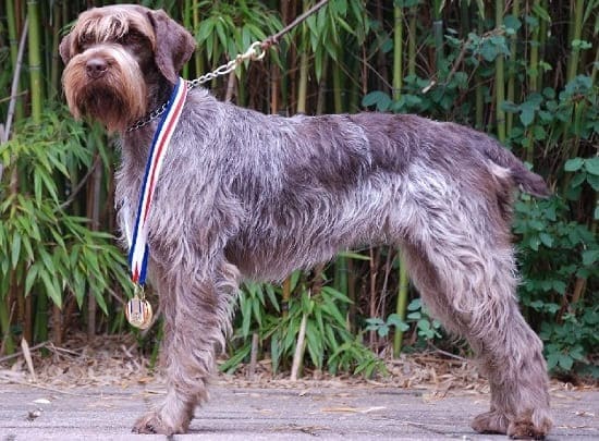 Гриффон Кортальса Гриффон Кортальса