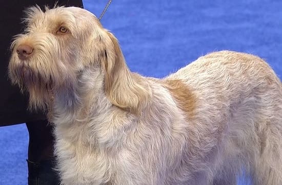 Итальянский спиноне Итальянский спиноне