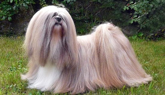 Лхаса апсо Лхаса апсо