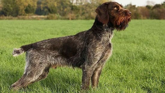 Немецкий дратхаар